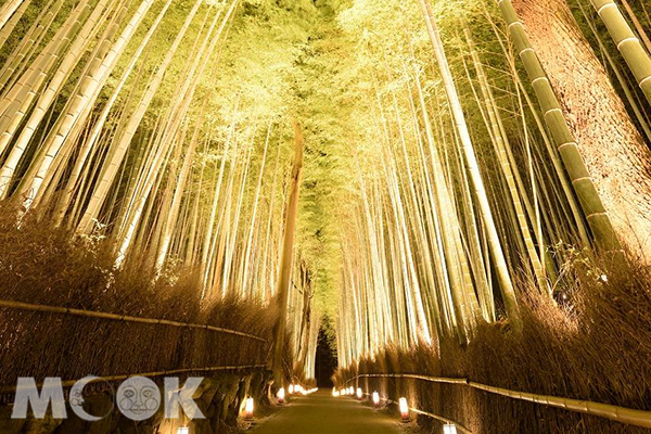 美到不像人间岚山花灯路浪漫度破表