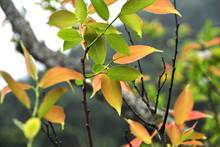 日月潭水社柳没绝迹 上游后山有秘密基地