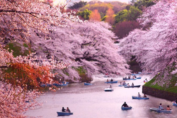 想赏樱先看准时间！日本樱花前线开花预测公布