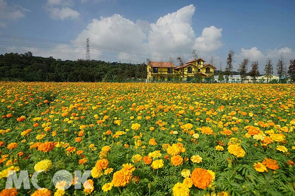 宛如油画秋冬限定美景花海小屋黄橙一片游客抢拍