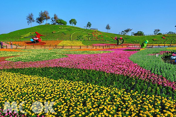 最后一波花海抢先看台中国际花毯节登场