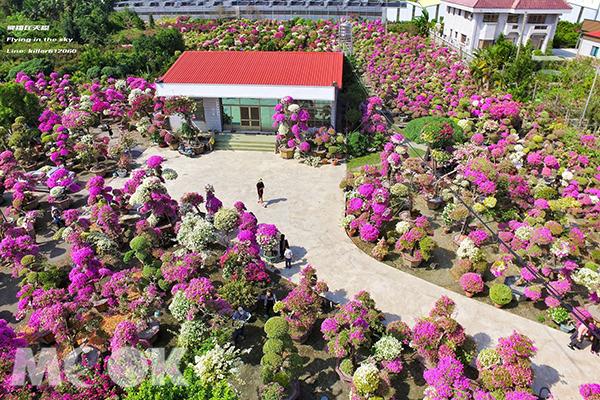 童话世界真实场景九重葛花海盛开免费参观