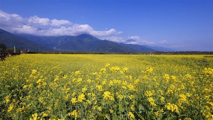 花海与龙猫隧道美景太动人享乐自行车的森林园区