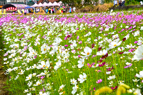 桃园花彩节缤纷登场11条旅游路线大公开