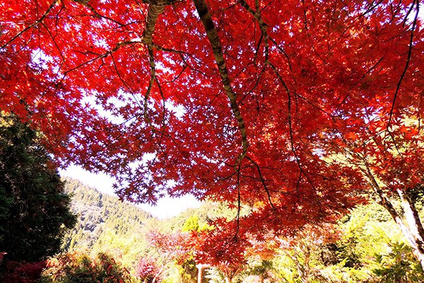 枫叶抢先红！红叶梦幻胜地进入赏枫期