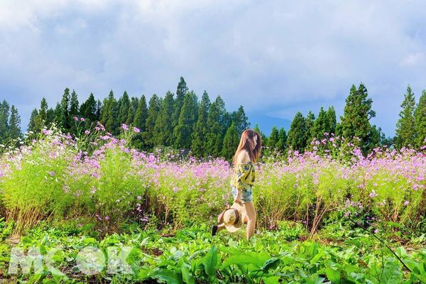 从大婶变网美五大超实用花海拍照术