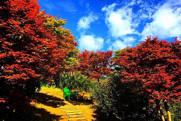 IG版面该换季全台十大赏枫景点