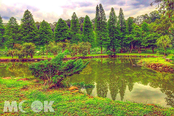 走进欧洲梦幻仙境全台20处落羽松景点