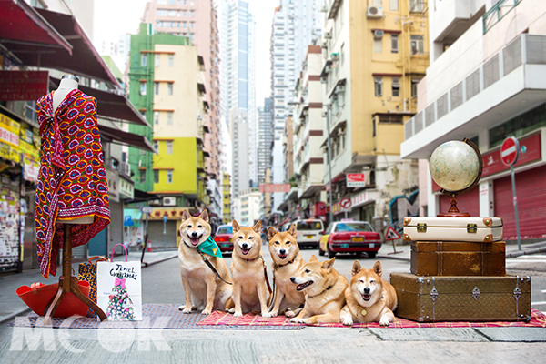 跟着五柴犬逛旧城中环汪星人展现香港温情魅力