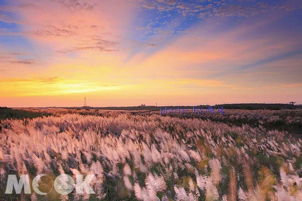 菅芒花秘境悄悄绽放夕阳铁桥摄影圣地