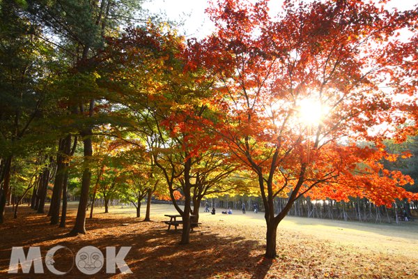 不只日本可以赏枫韩国红叶前线预测