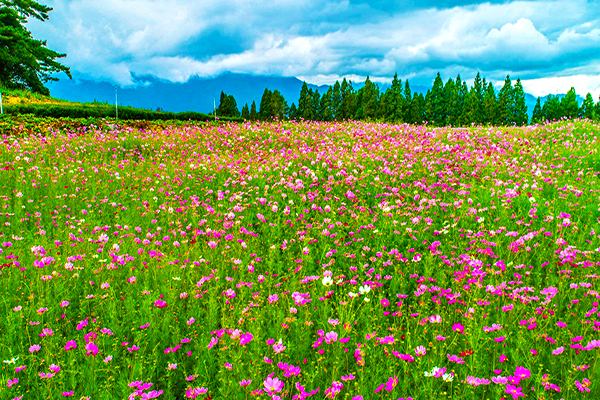福寿山秋日首波花海大片波斯菊缤纷盛开