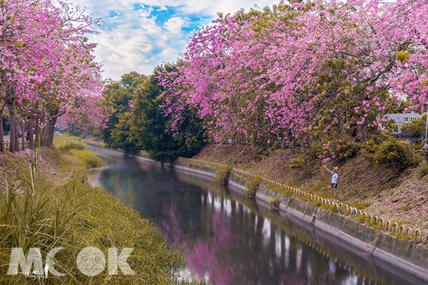 粉红花海秋冬也有美人树河岸宛如日本景点