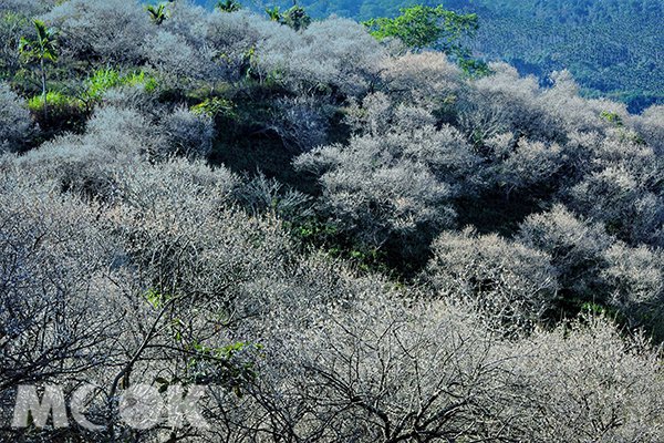 雪白花海覆盖山林赏梅私房秘境盛开