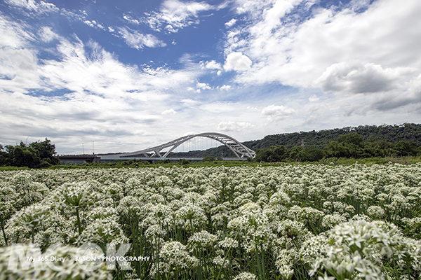 浪漫韭菜花海盛开大溪九月雪季节限定