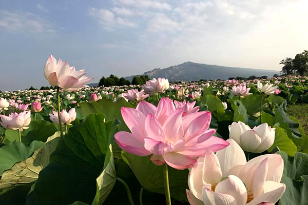 千坪花海全面盛开中社花市赏花优惠期间限定