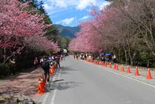 武陵农场樱花季　2月16至25日交通管制