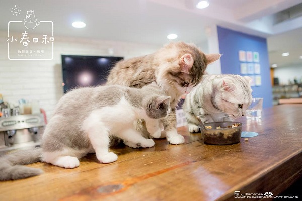 猫奴天堂！猫店长坐镇四大咖啡馆