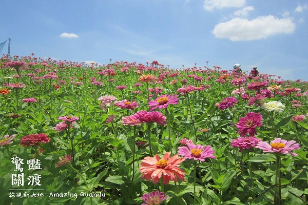 12公顷缤纷大花海2017关渡花海节