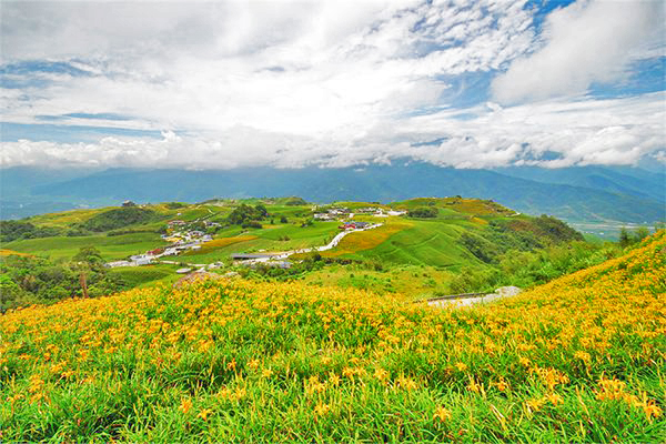 不只六十石山赏花海全台五大金针花景点