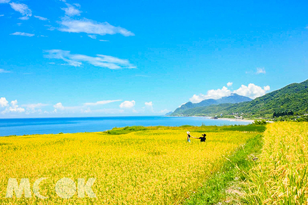金黄稻海渲染海岸新社梯田壮观之美