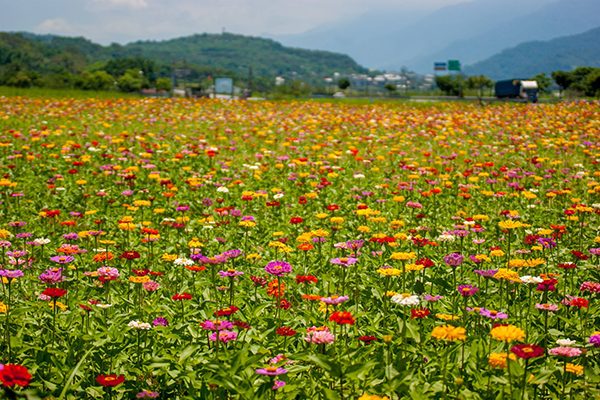 赏花海再看大地谷仓新地标富里三大景点推荐