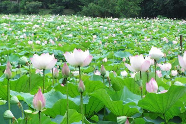 全台最大荷花池盛开圆弧景观桥免费赏景