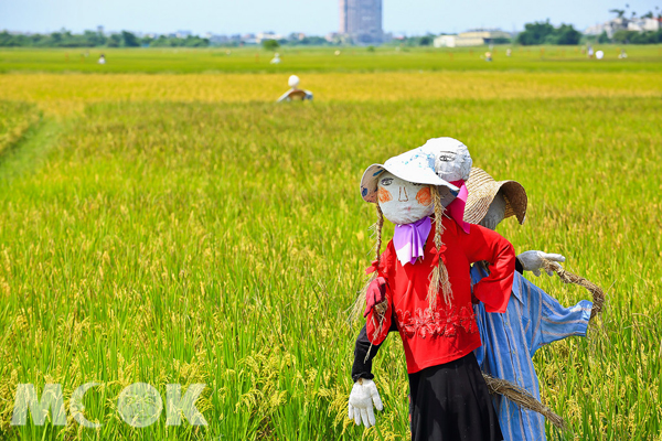 季节限定黄金稻浪美景宜兰伯朗大道窜红