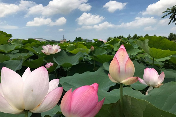 中社千坪荷花盛开缤纷夏日花海赏花优惠