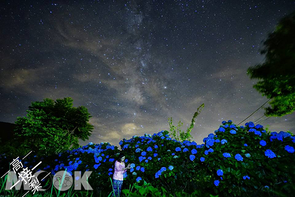 绣球花名所正盛开夜赏花墙银河美景