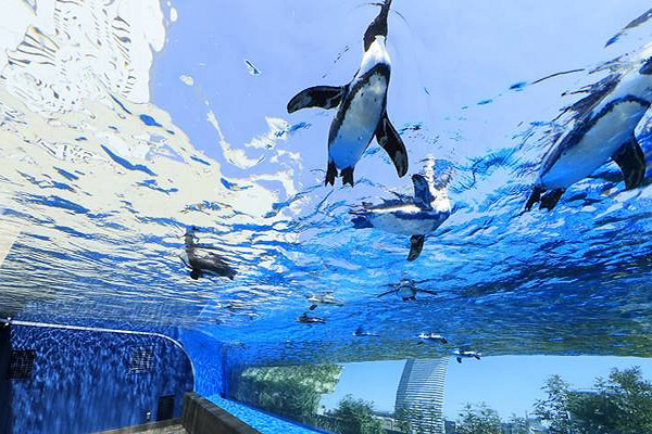 企鹅在空中飞日本水族馆打造空中泳池