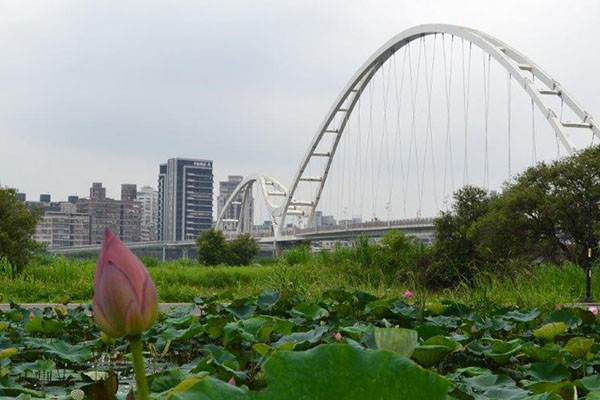 荷花海与美桥同框河滨公园夏日赏花趣