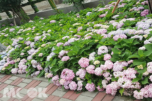 绣球花步道免费赏花夏季都会美丽花宴