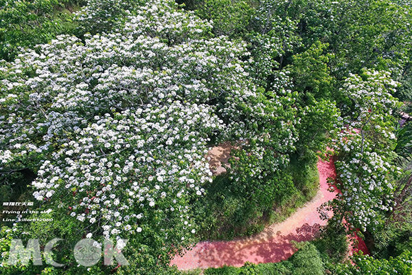 空拍整片雪白山林两大赏桐步道一日游