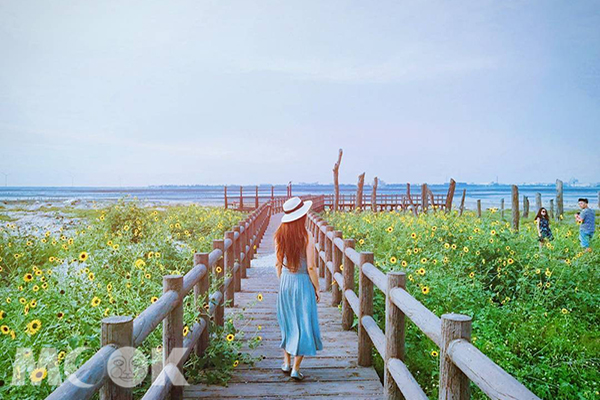 向日葵花海热烈绽放旷野漂流木艺术热拍
