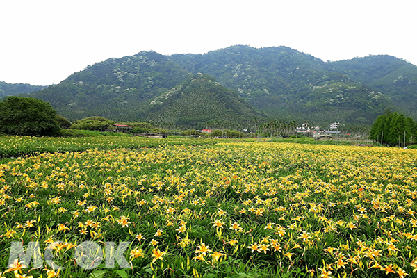 全台唯一水上金针花海大片金黄呼应雪白山林