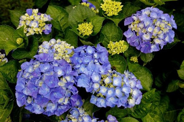 赏完竹子湖海芋迎接阳明山缤纷绣球花季