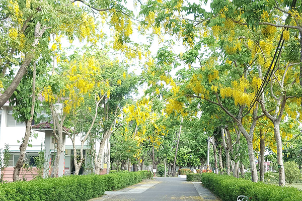 阿勃勒必赏景点黄金大道现正盛开