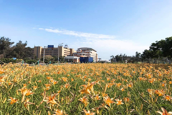 平地金针花海私房景点大片金黄赏花又赏海