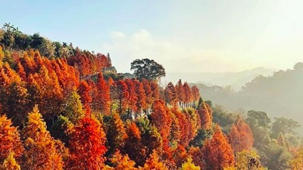 2018最爱期待的景点！台中潭子落羽松森林