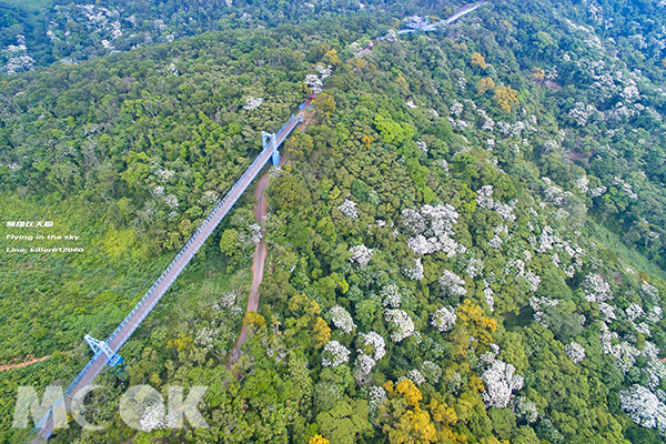 空拍三大桐花步道天空之桥赏尽雪白山林