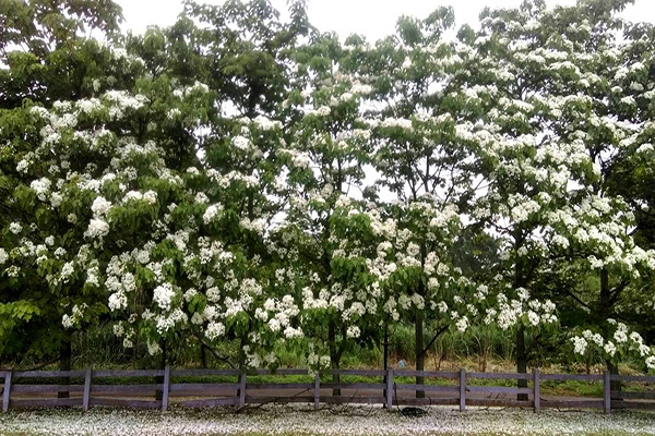 雪白桐花大片盛放大溪花海农场彩色换装