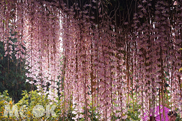 花海瀑布秘密花园小村落引发赏花人潮