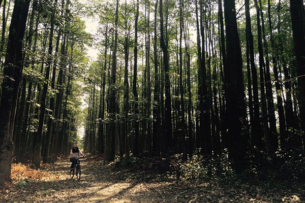 奇幻意境照最美取景全台四大黑森林秘境