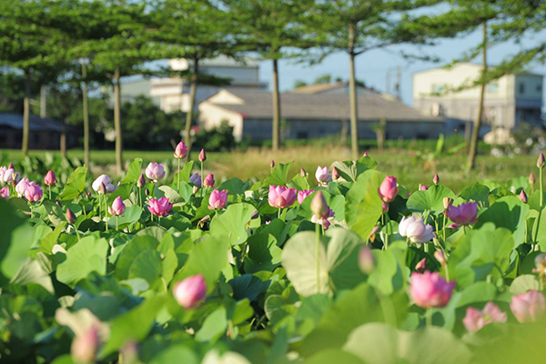气质花海必拍2017白河莲花季
