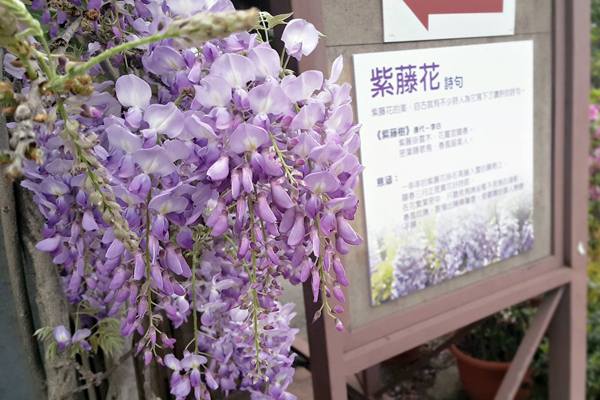 告别粉嫩樱花迎接梦幻紫藤花瀑布