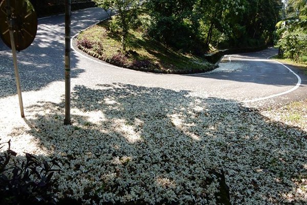 宠爱妈咪赏花之旅赏桐漫游四路线