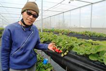 七股海边种出香甜草莓 黄登柱盼带动地方观光