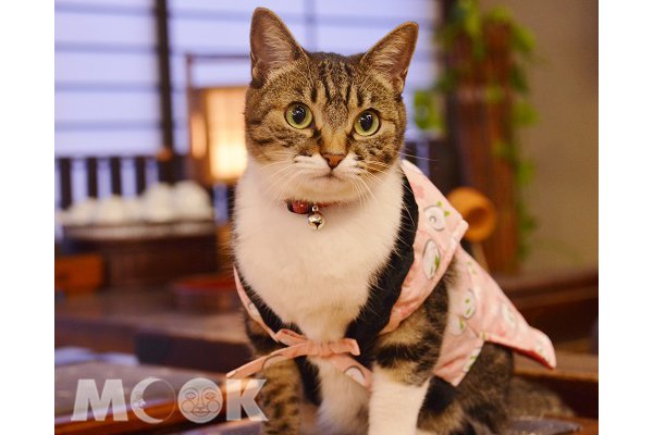 猫迷必看!日本十大旅馆招牌猫