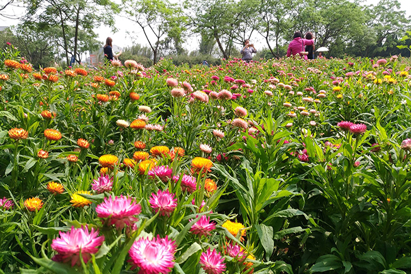 全台首座干燥花农场DIY体验Ｘ四季花海